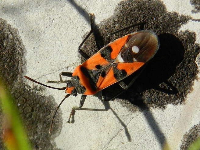 ID Lygaeus....?? L. equestris